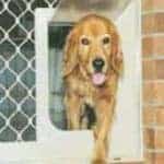 Pet Doors for Security Screens